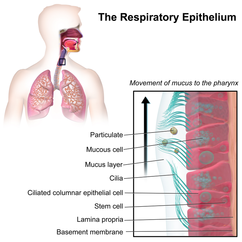 Mucus layers in the respiratory epithelium