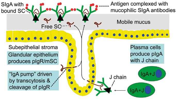 Structure and mechanism of action of secretory immunoglobulin A
