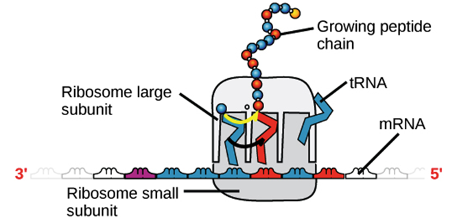 Structure of RNA