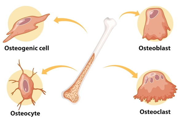 Type of bone cells