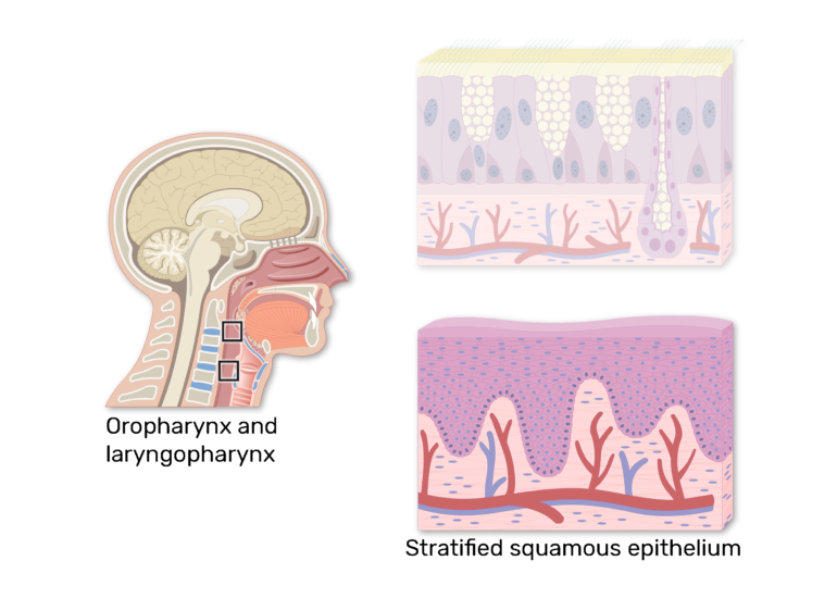 oropharynx and laryngopharynx have non-keratinized squamous stratified epithelium