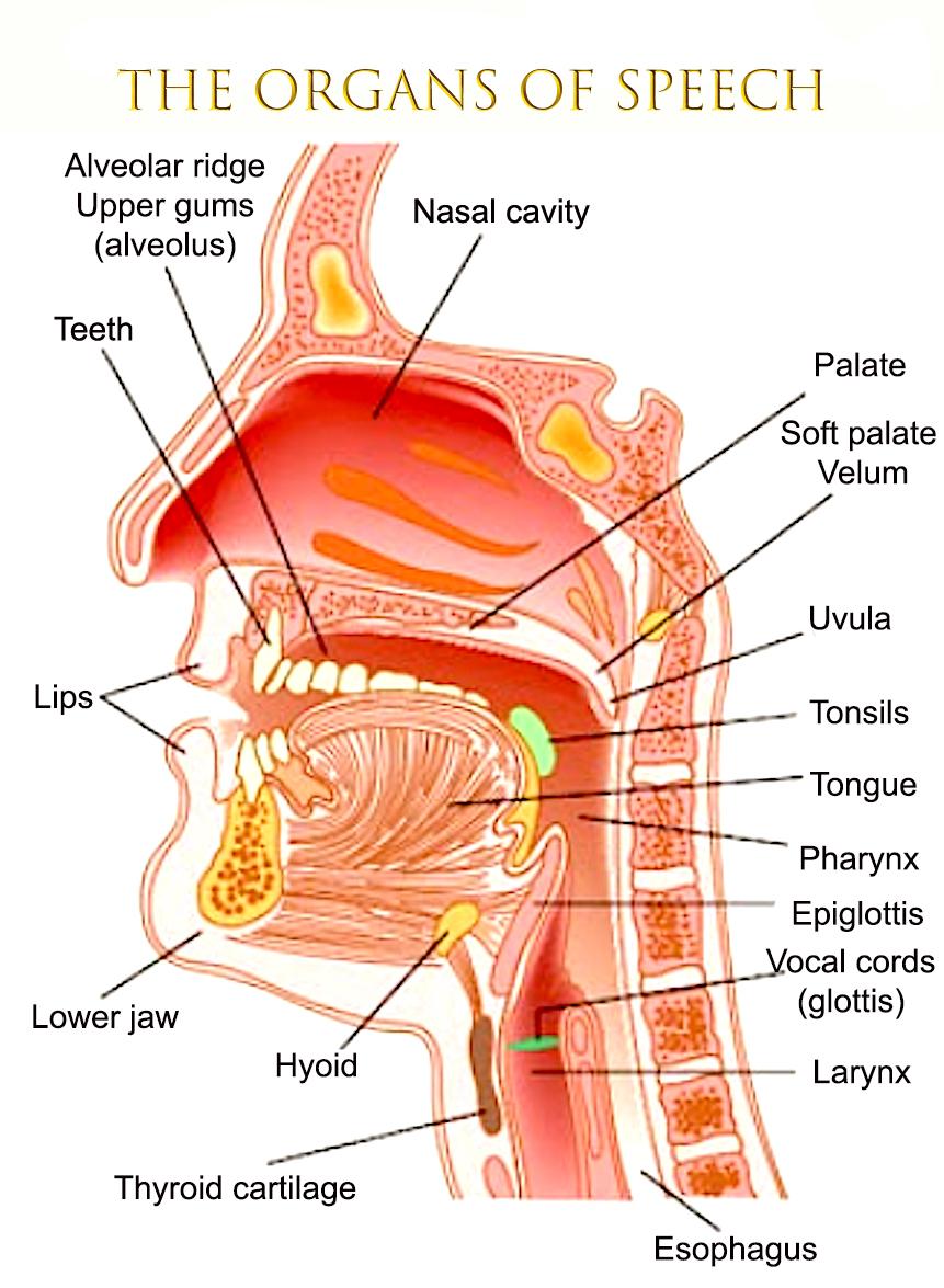 the organs of speech