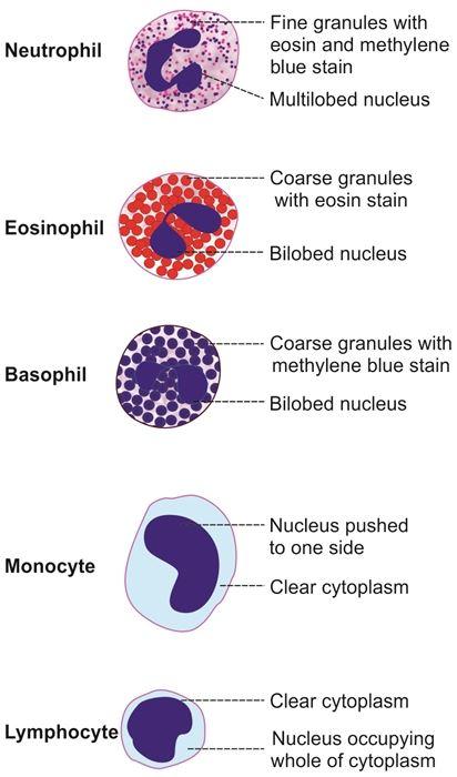 Basic structures of different types of leukocyte