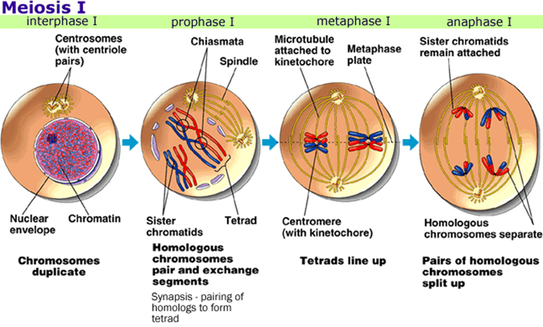 Chromatids and meiosis 1