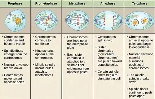 Differences between different phases of mitosis