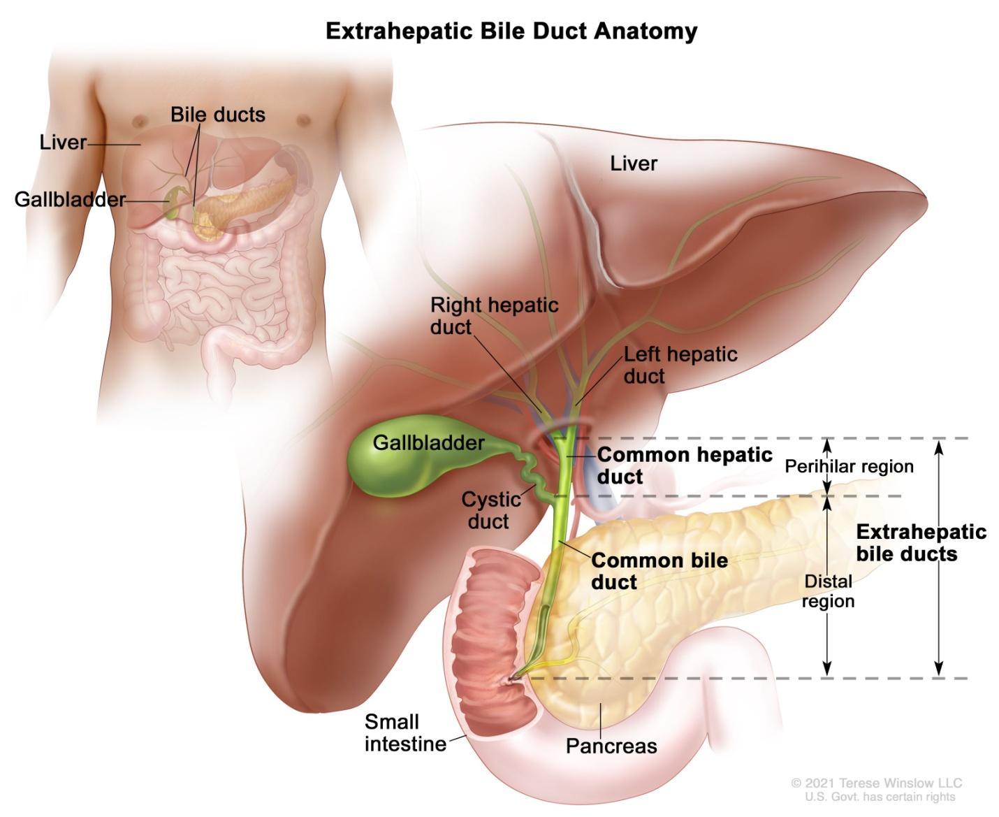 Extrahepatic Bile Ducts Anatomy