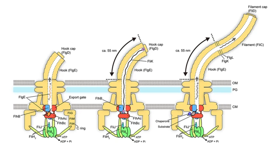 Flagellum assembly of bacteria