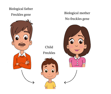 genetic traits essay