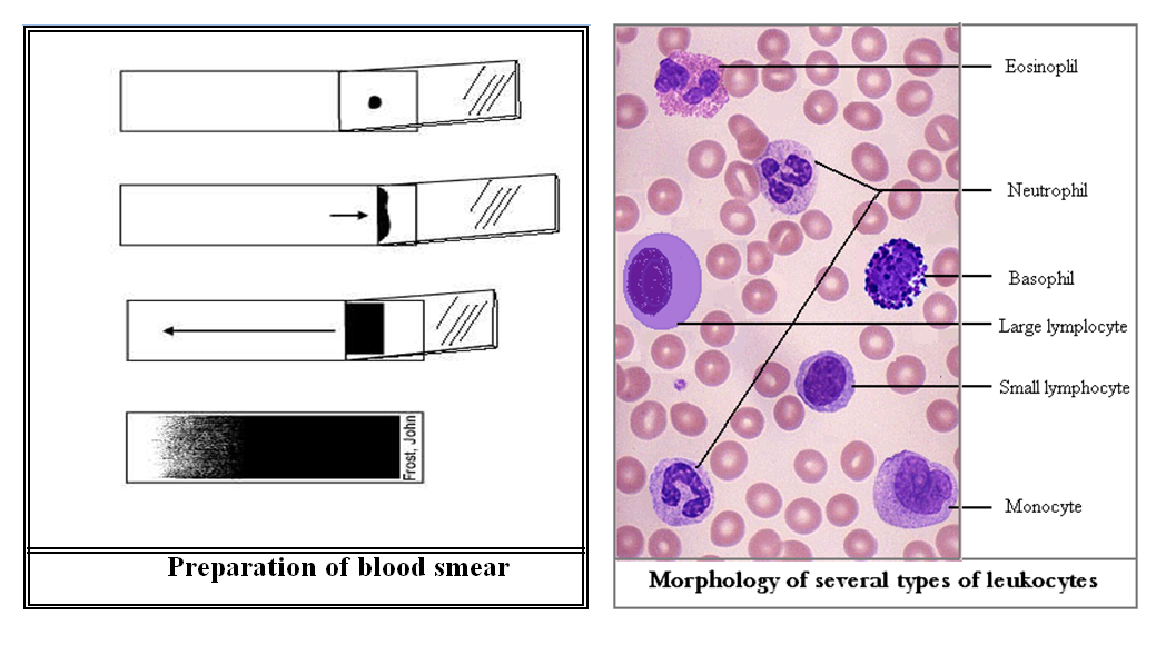 Leukocyte Count