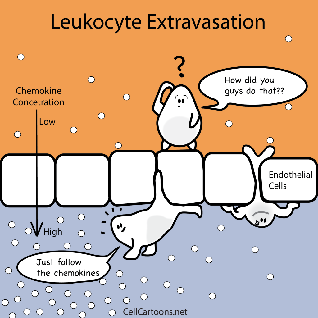 Leukocyte extravasation is guided by chemokine