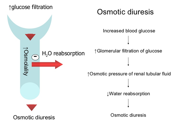 Mechanism of Mannitol causing osmotic diuresis