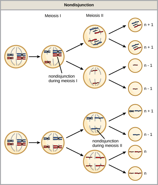 Non-disjunction error