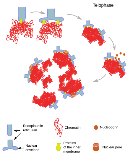 Nuclear envelope assembles during the telophase