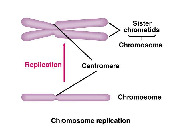 Replication of chromosomes results in 2 sister chromatids