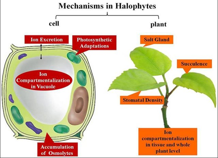 Mechanism in Halophytes