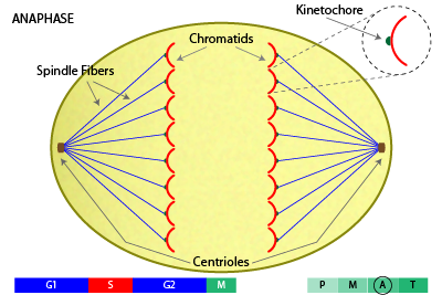 Separation of sister chromatids during anaphase