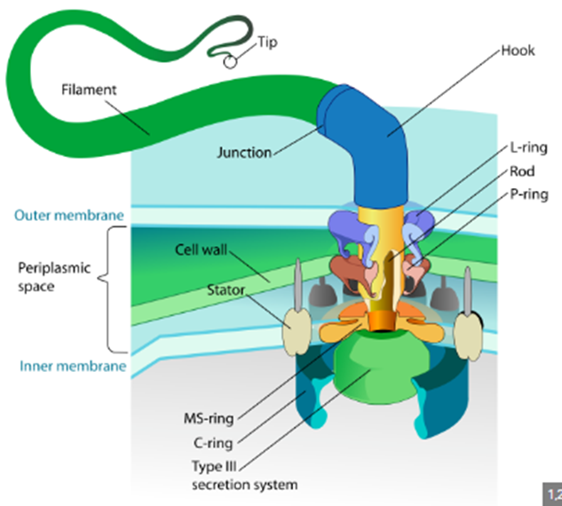 Structure of a flagellum