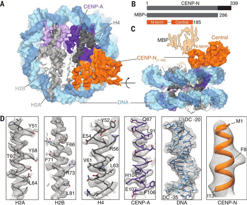 Structure of human CENP complex