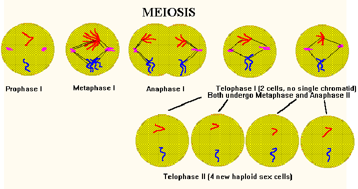 Telophase I versus Telophase II of meiosis