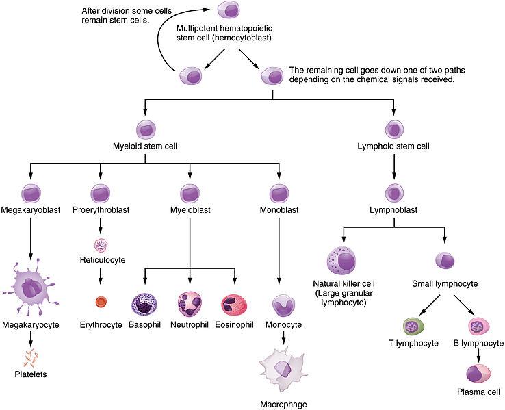 Tracing origin of different blood cells