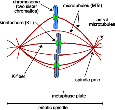 Sister Chromatids Biology Diagrams