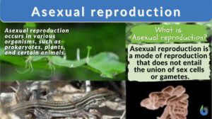 asexual reproduction definition and example