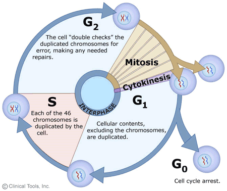 cell cycle steps