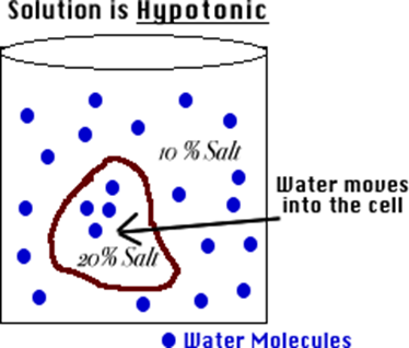 cell placed in a hypotonic solution