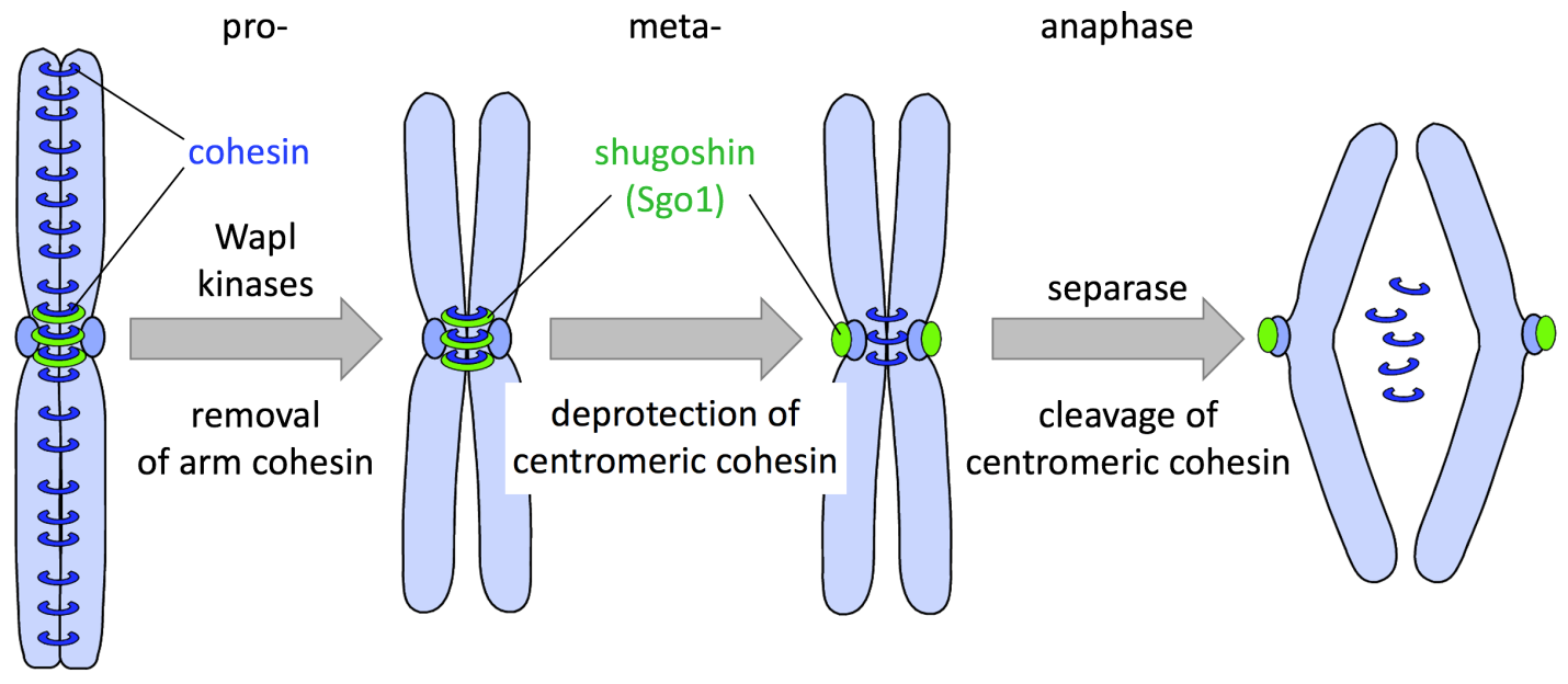 Biology Online Dictionary Biology Diagrams