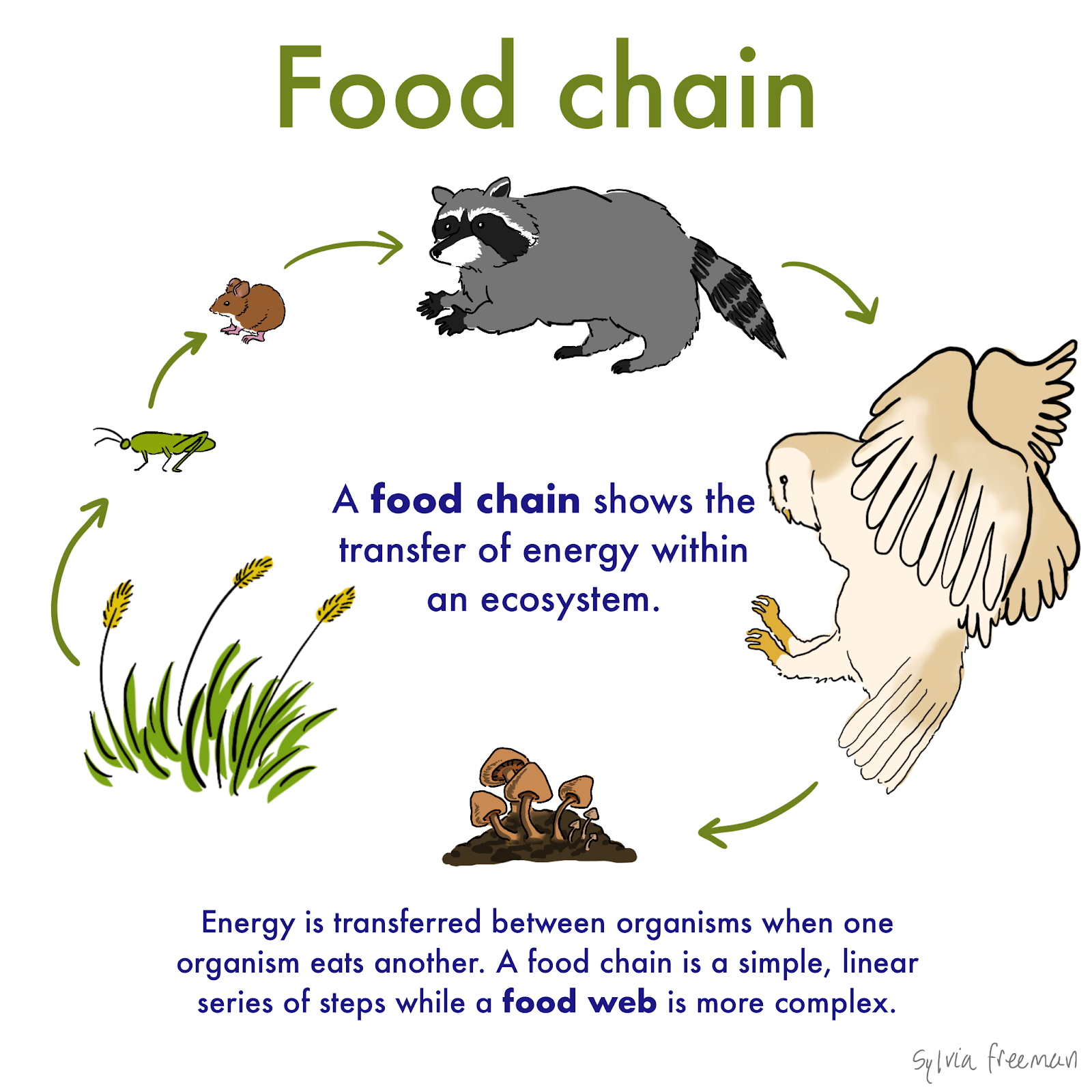 graphical representation of food chain