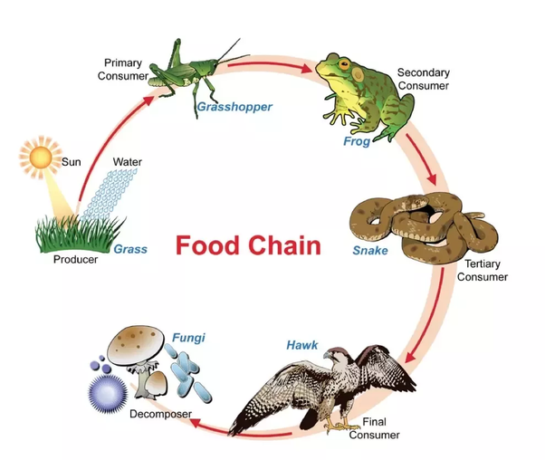 what is a representation of food chains
