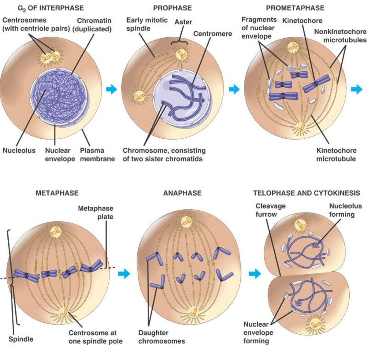 formation of cleavage furrow