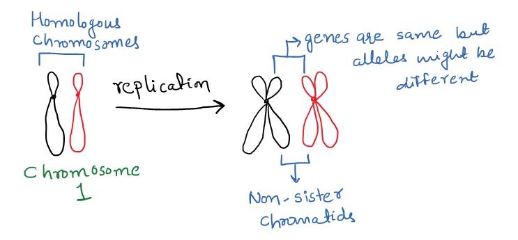 replication process of homologous chromosomes