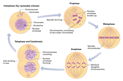 sister chromatids during the different stages of mitosis