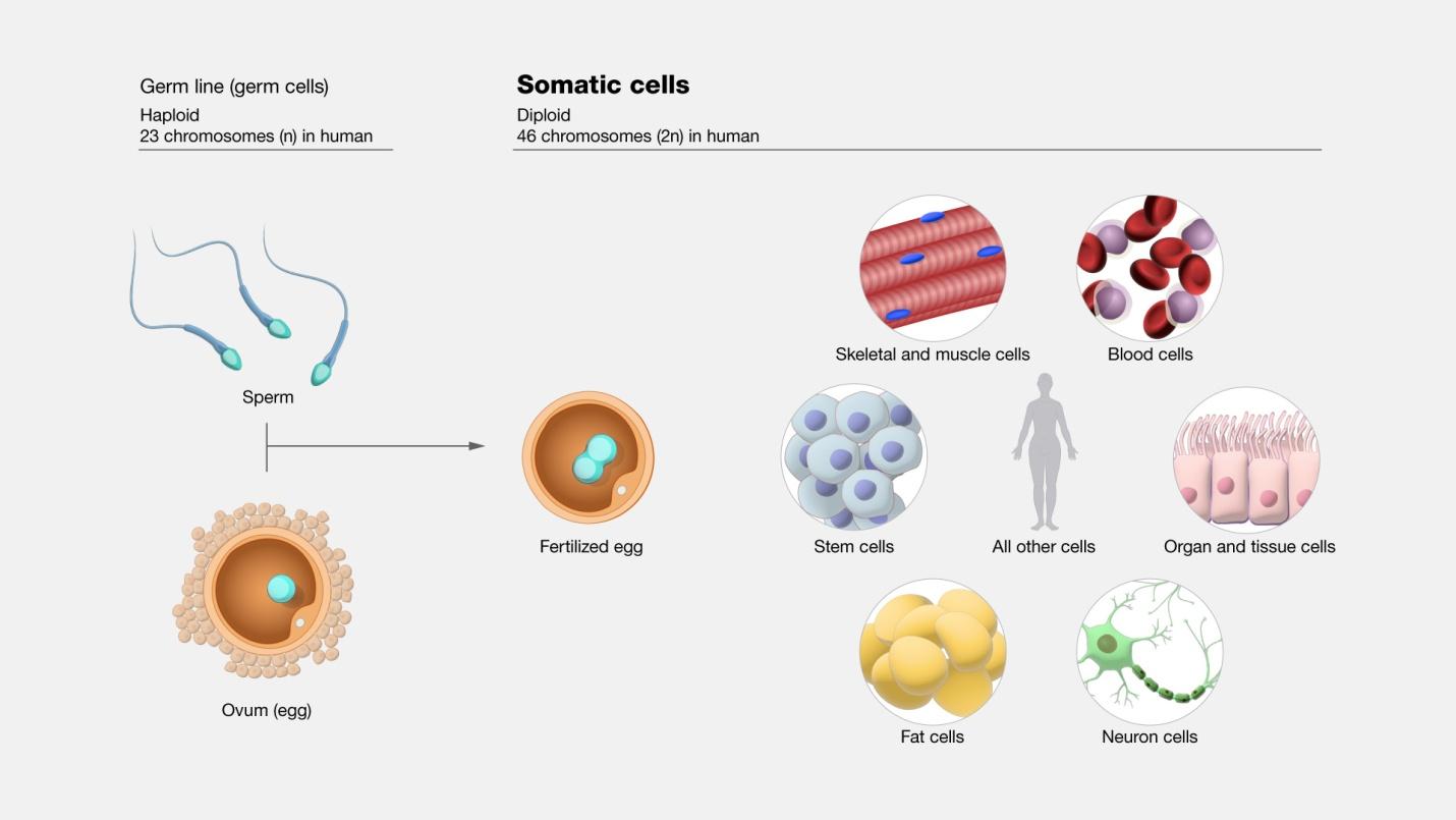 somatic cell versus germinal cell