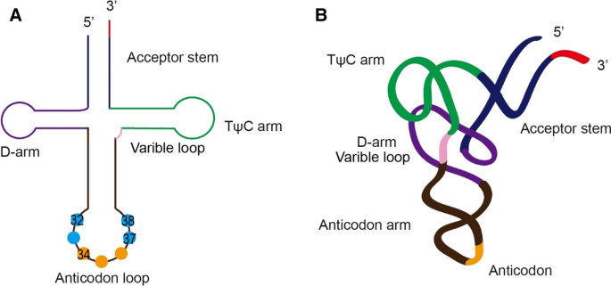 Base-pairing rule - Definition and Examples - Biology Online Dictionary