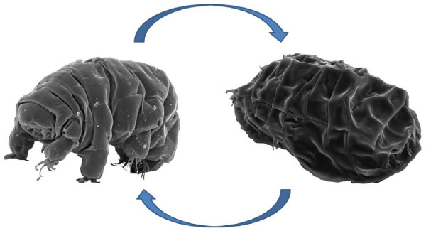 tardigrade transition