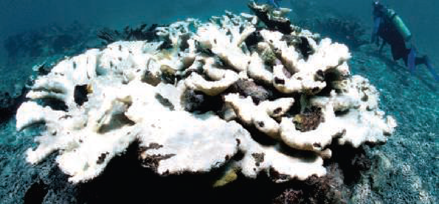 Acropora palmata