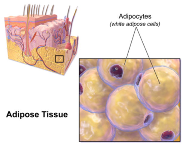 Adipose tissue - Definition and Examples - Biology Online Dictionary