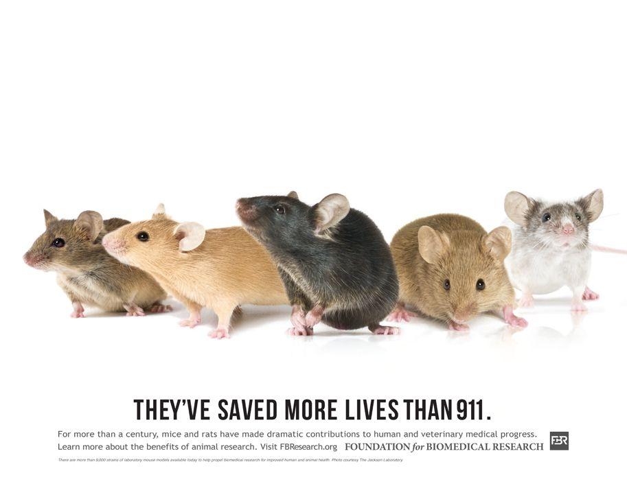 Animal models