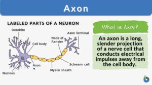 Axon definition and example