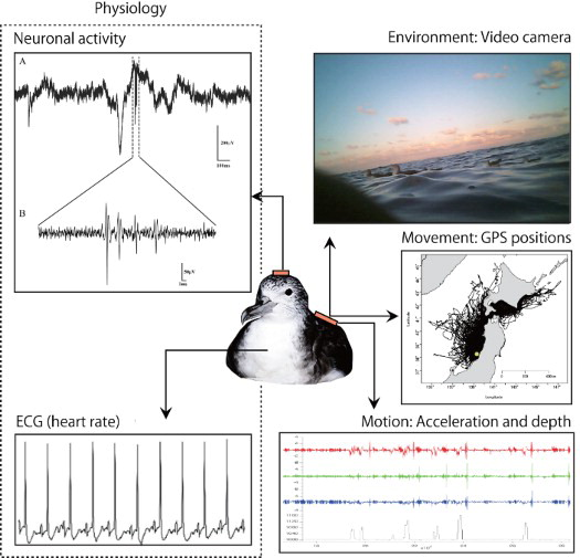 Biologging tools for monitoring foraging behavior and navigation of wild seabirds