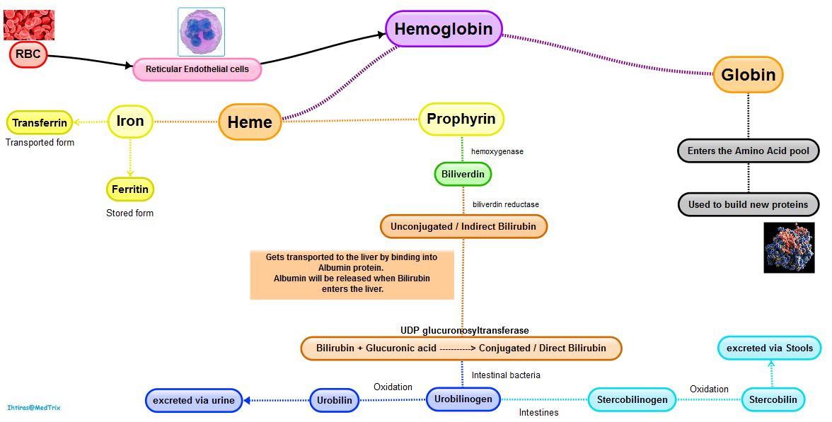 "Catabolism