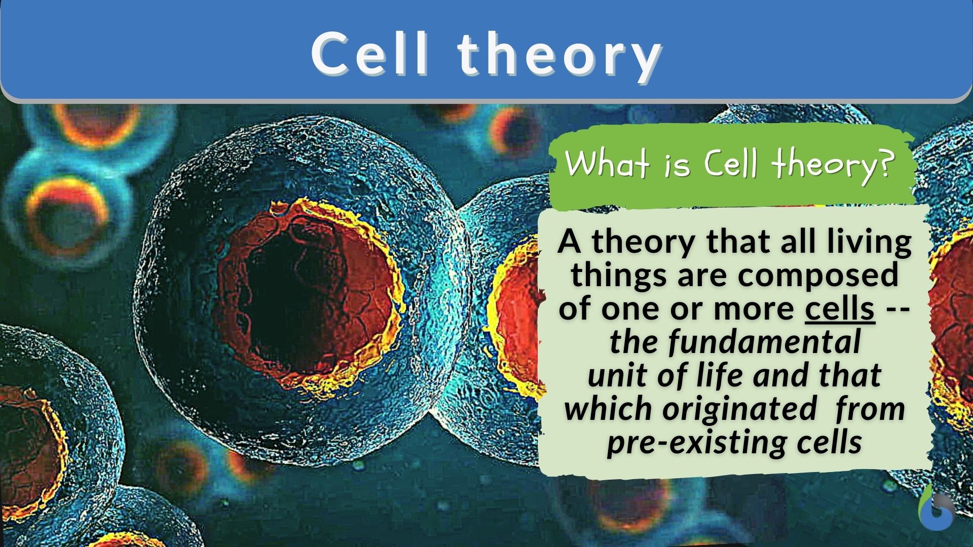 cell theory homework