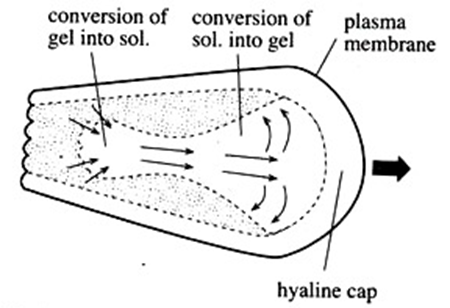 Conversion of Gel-sol and vice versa in the ectoplasm and endoplasm of amoeba