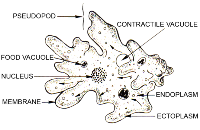Cross section microscopic view of Ectoplasm and endoplasm in amoeba