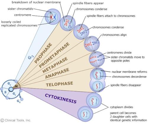 Different phases of mitosis