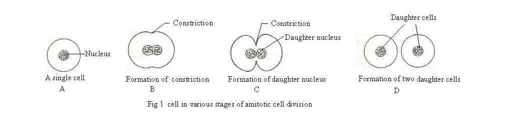 Different stages of amitotic cell division