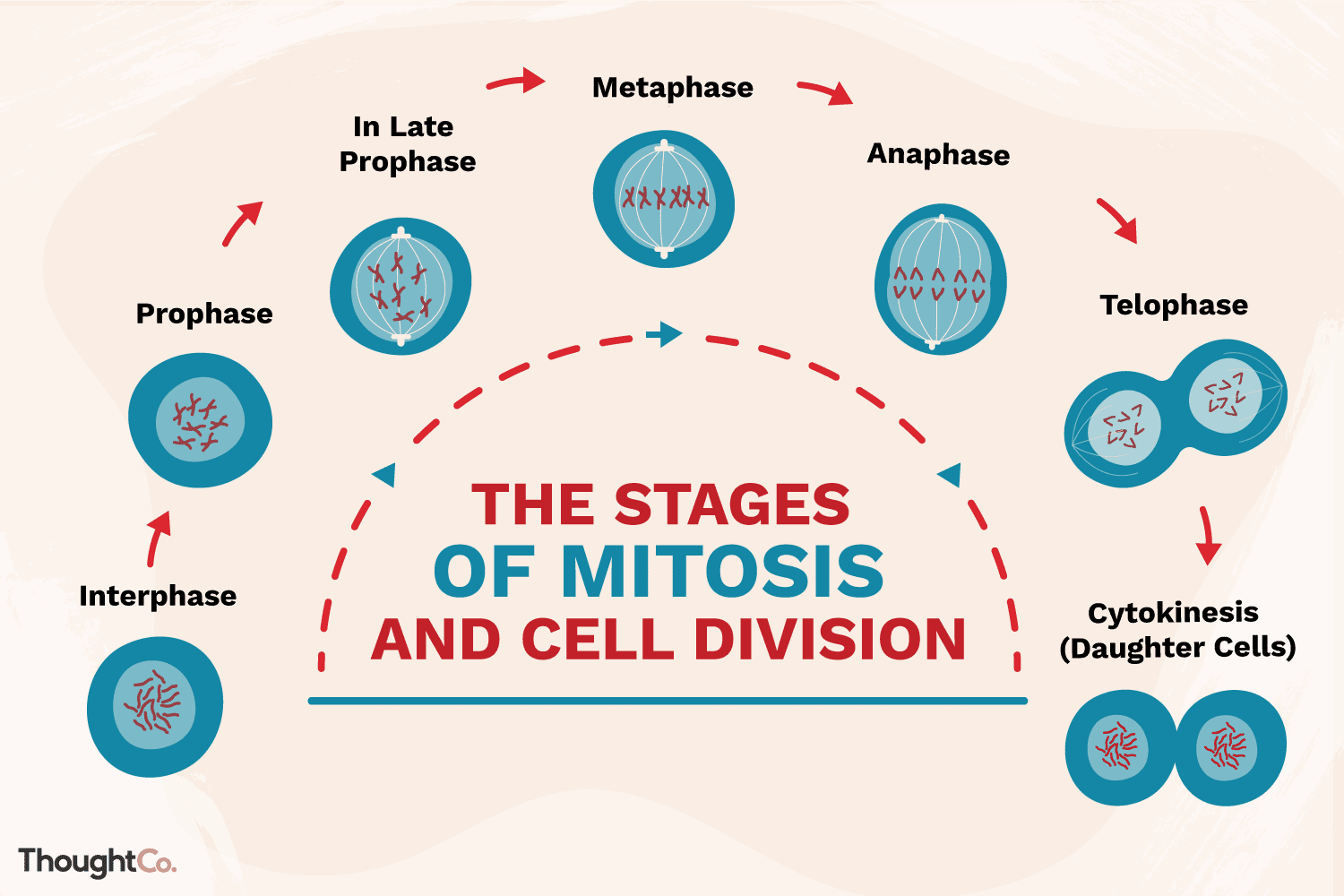 Different steps of mitosis and cell division
