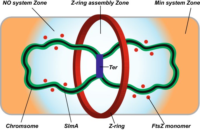 FtsZ and its accessory proteins in prokaryotic cell division